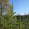 Fotografia 9 da espécie Amaranthus powelii do Jardim Botânico UTAD