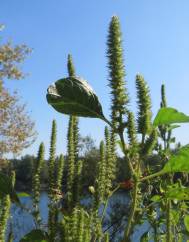 Amaranthus powelii