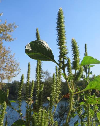 Fotografia de capa Amaranthus powelii - do Jardim Botânico