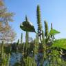 Fotografia 1 da espécie Amaranthus powelii do Jardim Botânico UTAD