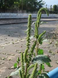 Fotografia da espécie Amaranthus powelii