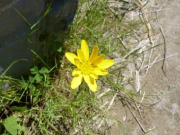 Fotografia da espécie Anacyclus radiatus