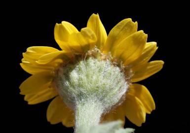 Fotografia da espécie Anacyclus radiatus