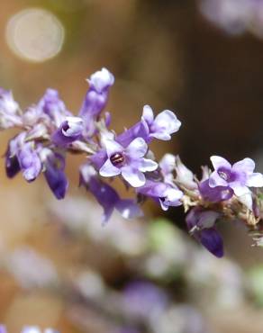 Fotografia 13 da espécie Anarrhinum bellidifolium no Jardim Botânico UTAD