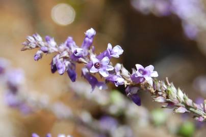 Fotografia da espécie Anarrhinum bellidifolium