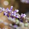 Fotografia 13 da espécie Anarrhinum bellidifolium do Jardim Botânico UTAD