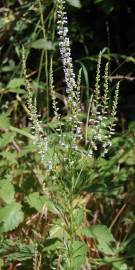 Fotografia da espécie Anarrhinum bellidifolium