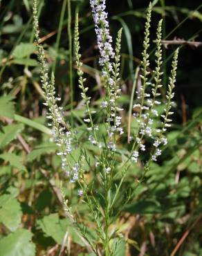 Fotografia 14 da espécie Anarrhinum bellidifolium no Jardim Botânico UTAD