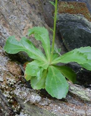 Fotografia 15 da espécie Anarrhinum bellidifolium no Jardim Botânico UTAD