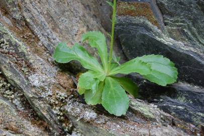 Fotografia da espécie Anarrhinum bellidifolium