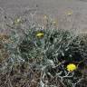 Fotografia 13 da espécie Andryala ragusina do Jardim Botânico UTAD