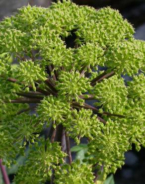 Fotografia 7 da espécie Angelica archangelica no Jardim Botânico UTAD