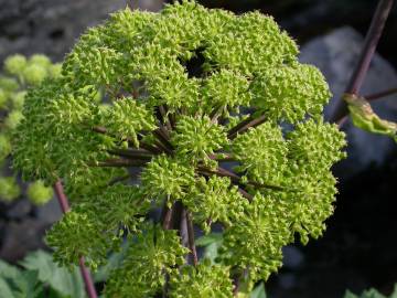 Fotografia da espécie Angelica archangelica