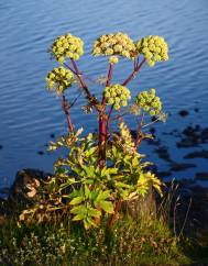 Angelica archangelica