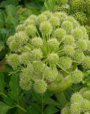 Fotografia 9 da espécie Angelica archangelica no Jardim Botânico UTAD