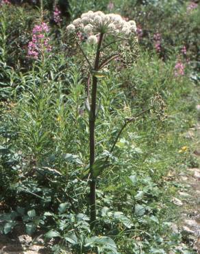 Fotografia 10 da espécie Angelica archangelica no Jardim Botânico UTAD