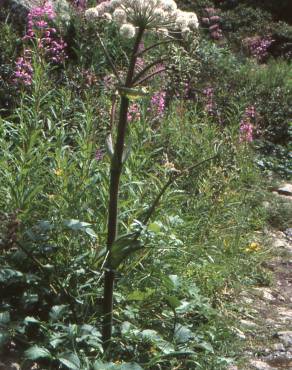 Fotografia 11 da espécie Angelica archangelica no Jardim Botânico UTAD
