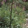 Fotografia 11 da espécie Angelica archangelica do Jardim Botânico UTAD
