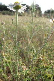 Fotografia da espécie Anthemis arvensis var. incrassata