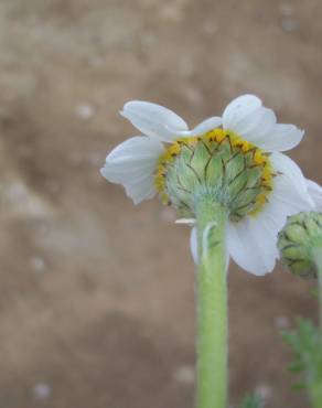 Fotografia 4 da espécie Anthemis arvensis var. incrassata no Jardim Botânico UTAD