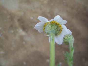 Fotografia da espécie Anthemis arvensis var. incrassata