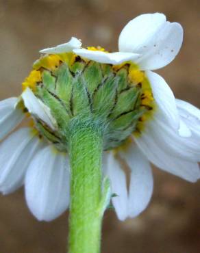 Fotografia 1 da espécie Anthemis arvensis var. incrassata no Jardim Botânico UTAD