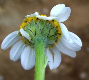 Fotografia da espécie Anthemis arvensis var. incrassata