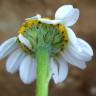 Fotografia 1 da espécie Anthemis arvensis var. incrassata do Jardim Botânico UTAD