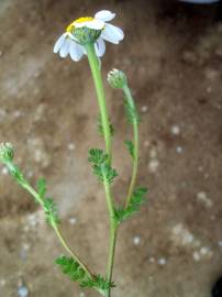 Fotografia da espécie Anthemis arvensis var. incrassata