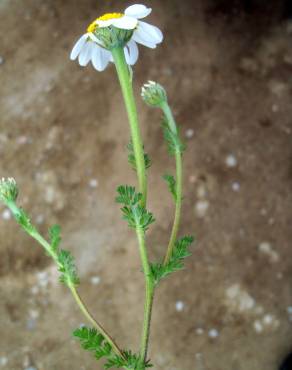 Fotografia 5 da espécie Anthemis arvensis var. incrassata no Jardim Botânico UTAD