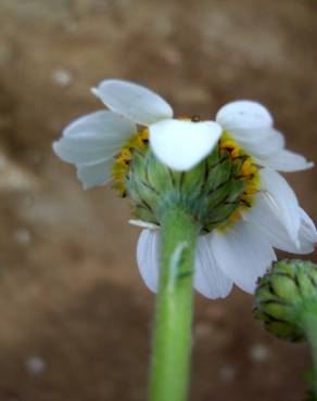 Fotografia 7 da espécie Anthemis arvensis var. incrassata no Jardim Botânico UTAD