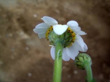 Fotografia da espécie Anthemis arvensis var. incrassata