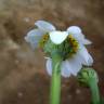 Fotografia 7 da espécie Anthemis arvensis var. incrassata do Jardim Botânico UTAD