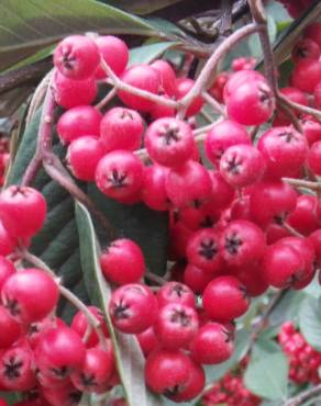 Fotografia 5 da espécie Cotoneaster coriaceus no Jardim Botânico UTAD