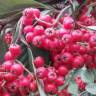 Fotografia 5 da espécie Cotoneaster coriaceus do Jardim Botânico UTAD