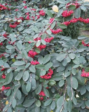 Fotografia 6 da espécie Cotoneaster coriaceus no Jardim Botânico UTAD