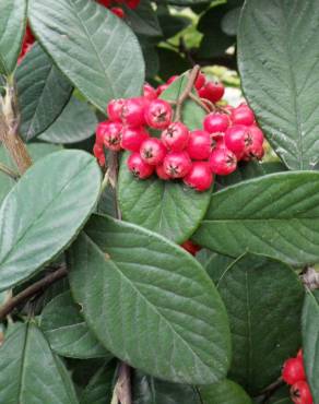 Fotografia 7 da espécie Cotoneaster coriaceus no Jardim Botânico UTAD