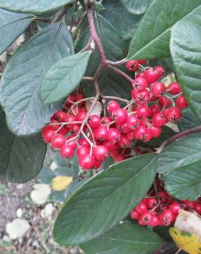 Fotografia 8 da espécie Cotoneaster coriaceus no Jardim Botânico UTAD