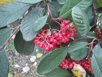 Fotografia da espécie Cotoneaster coriaceus