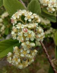 Cotoneaster coriaceus