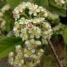 Fotografia 1 da espécie Cotoneaster coriaceus do Jardim Botânico UTAD