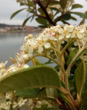 Fotografia 11 da espécie Cotoneaster coriaceus no Jardim Botânico UTAD