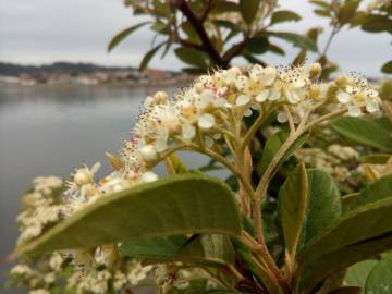 Fotografia da espécie Cotoneaster coriaceus