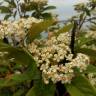 Fotografia 12 da espécie Cotoneaster coriaceus do Jardim Botânico UTAD