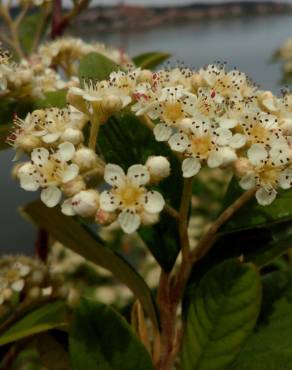 Fotografia 14 da espécie Cotoneaster coriaceus no Jardim Botânico UTAD