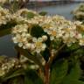 Fotografia 14 da espécie Cotoneaster coriaceus do Jardim Botânico UTAD