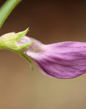 Fotografia 9 da espécie Vicia peregrina no Jardim Botânico UTAD