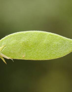 Fotografia 10 da espécie Vicia peregrina no Jardim Botânico UTAD