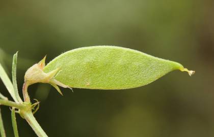 Fotografia da espécie Vicia peregrina