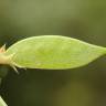 Fotografia 10 da espécie Vicia peregrina do Jardim Botânico UTAD
